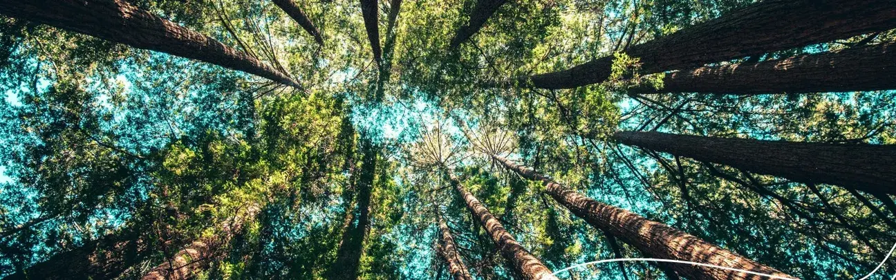 Trees