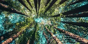 Trees