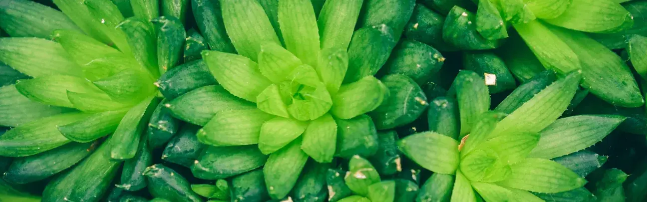 plants