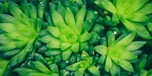 plants